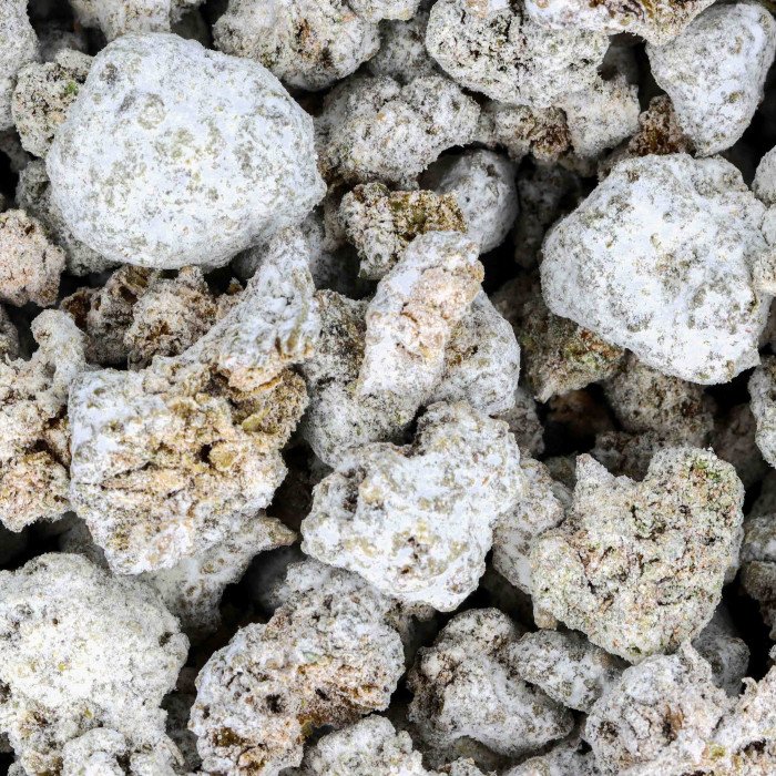 Piccoli boccioli di Ice Rock