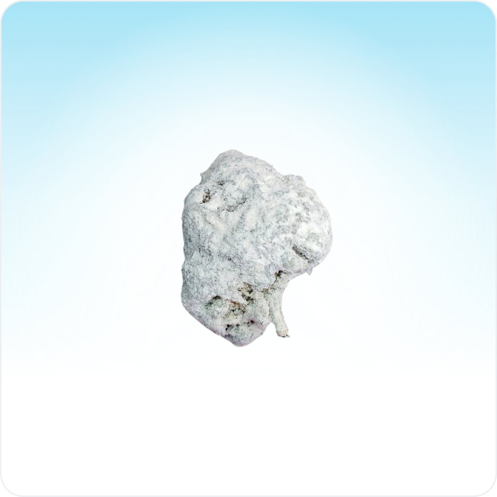 Piccoli boccioli di Ice Rock