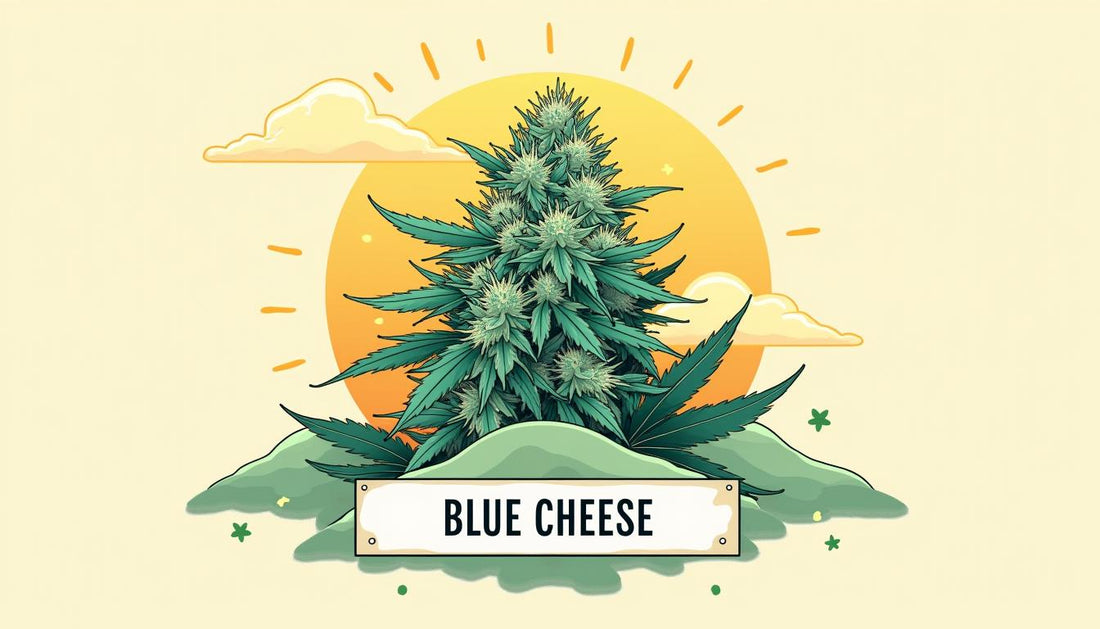 CBD FORMAGGIO BLU MAFRENCHWEED LIGHT