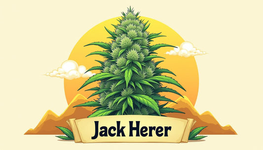 JACK HERER CBD LUCE MAFRENCHWEED