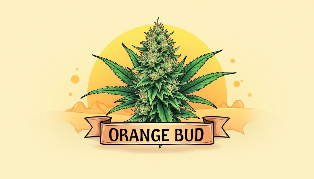 ORANGE BUD CBD LUCE MAFRENCHWEED