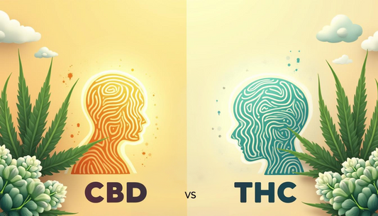 CBD vs THC: in che modo il CBD può aiutarvi a smettere di fumare THC?