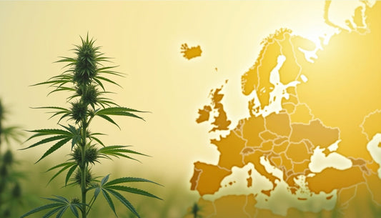 Comprendere la legislazione sulla CBD nell'Unione Europea