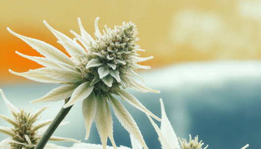 Trichomi nel CBD: una migliore protezione della pianta