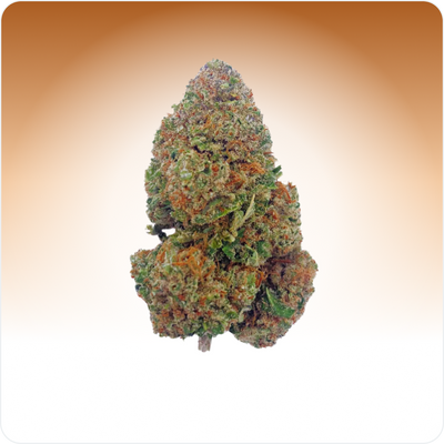 Biscotti Girl Scout CBD